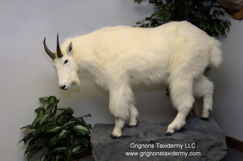 reimond grignon taxidermy mounts